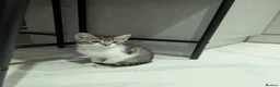 Mixed Breed cats for sale: Kittens for Sale - Advert 4