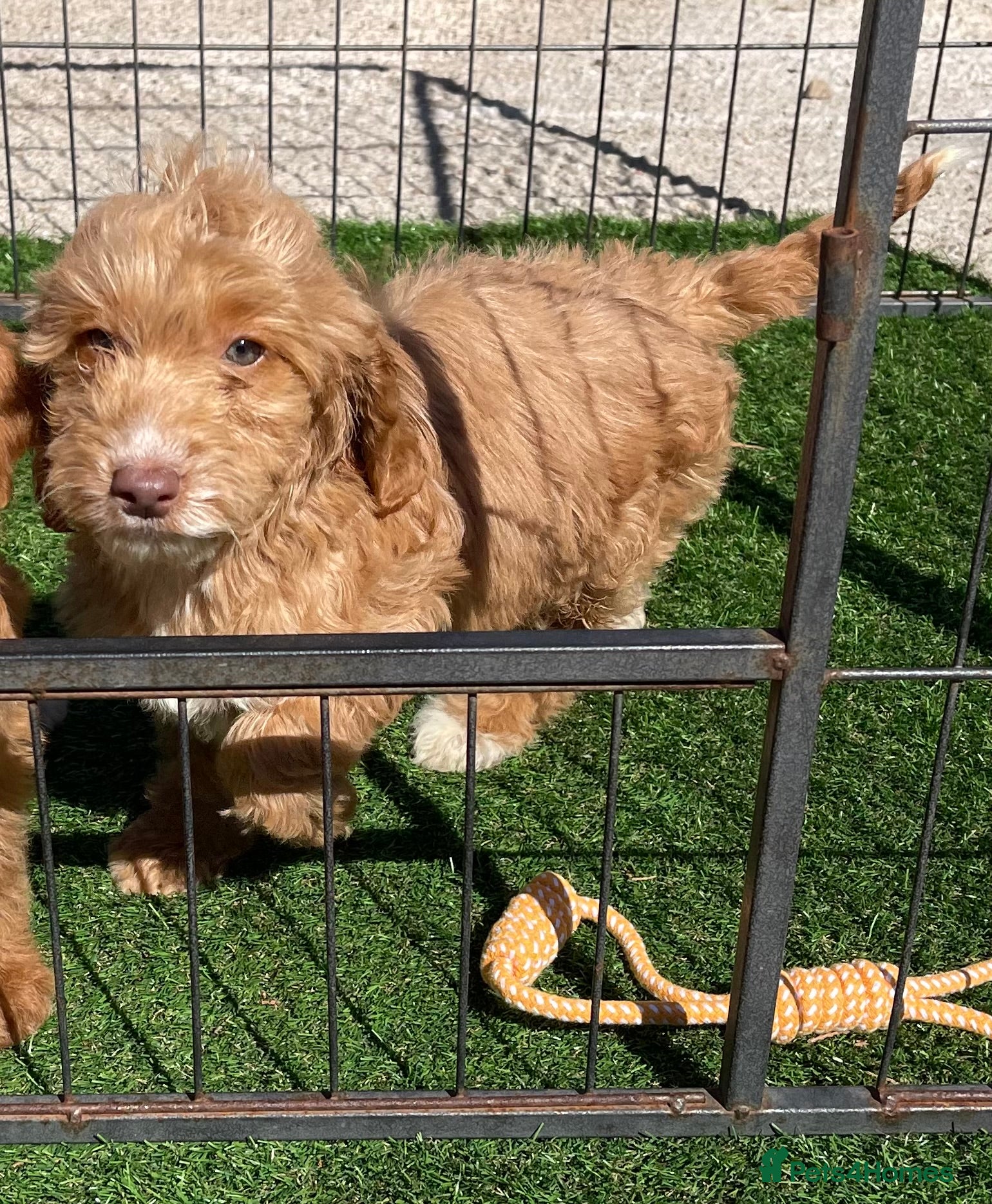 Cockapoo dogs Beautiful F1 cockapoo pups NOW READY - Advert 1