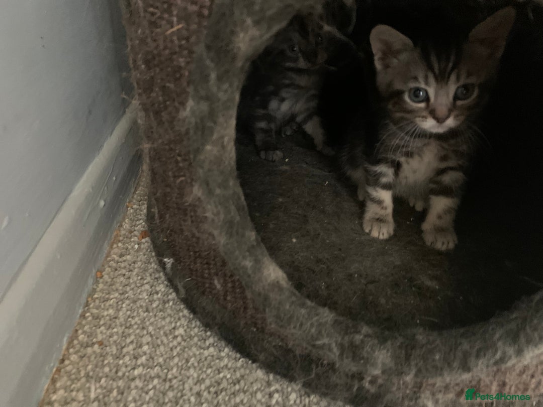 Burmese cats for sale: Burmese x British shorthair kittens  - Image 6