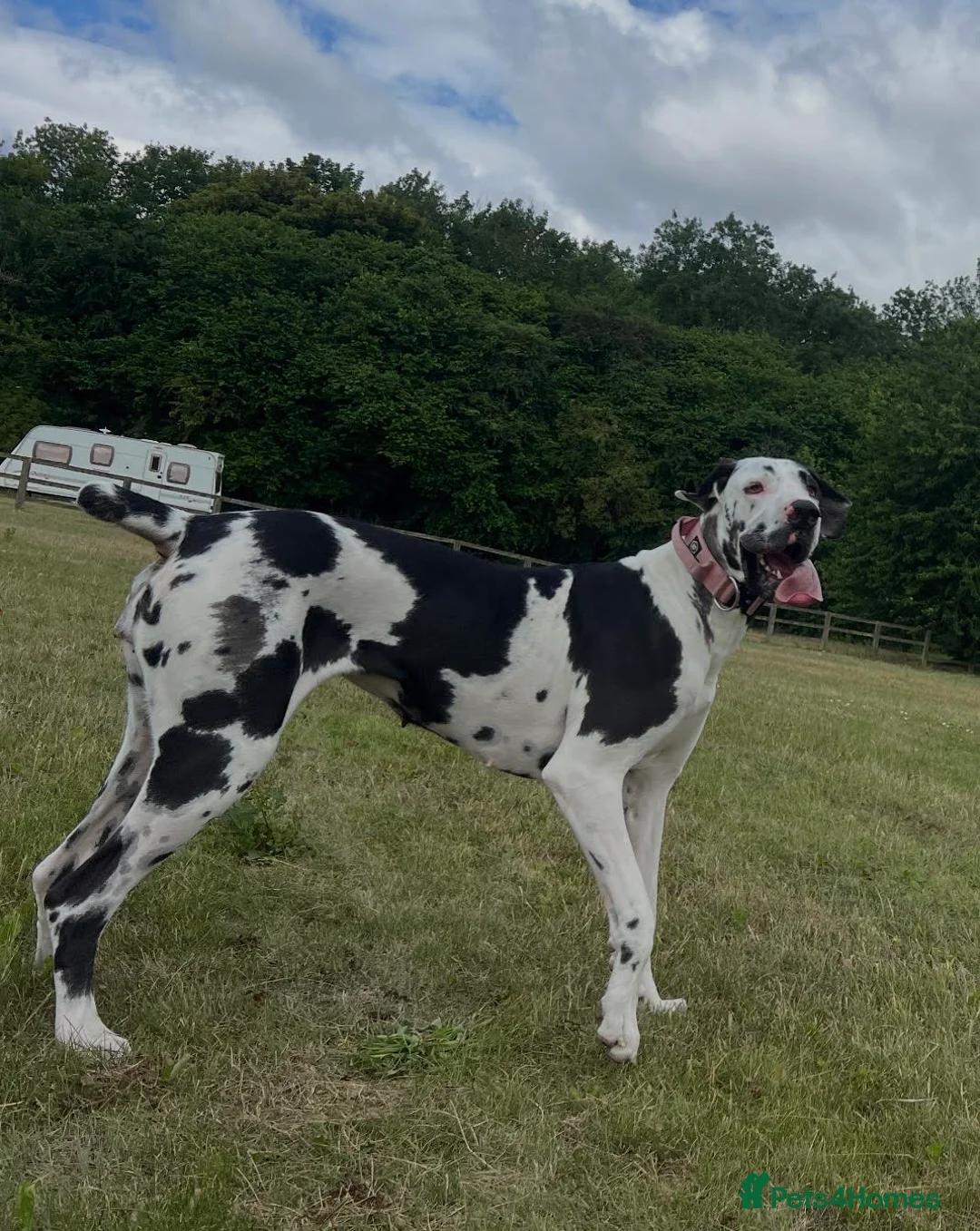 Great Dane dogs for sale: Top Quality KC Registered Great Dane Puppies - Advert 8