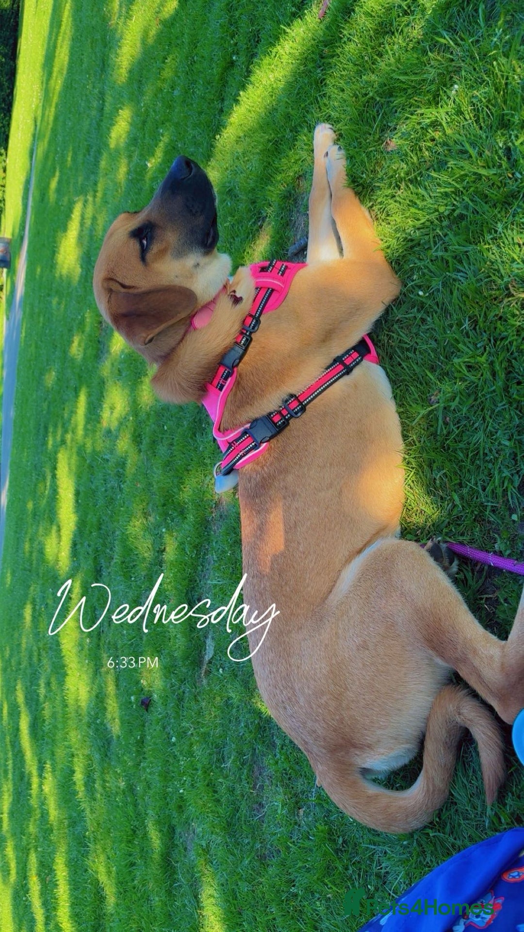 Mixed Breed dogs for sale: Baby looking for loving home  - Image 7