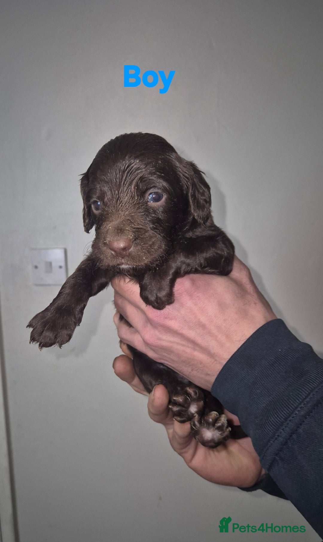 Mixed Breed dogs for sale: Gorgeous Sprockapoollies - Advert 5