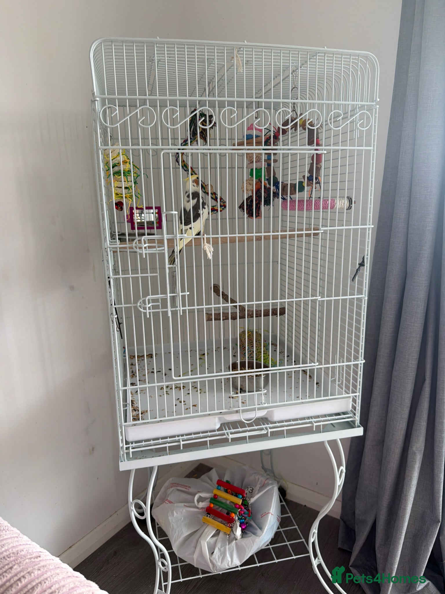 Cockatiels birds for sale: Cockatiel and cage  - Advert 2