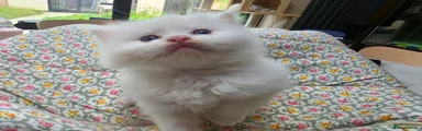 Ragdoll 3