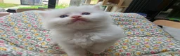 Ragdoll cats for sale: 3 Ragdoll Girls - Advert 3