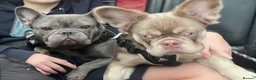 French Bulldog dogs for sale: KC registered French bulldog  - Advert 3