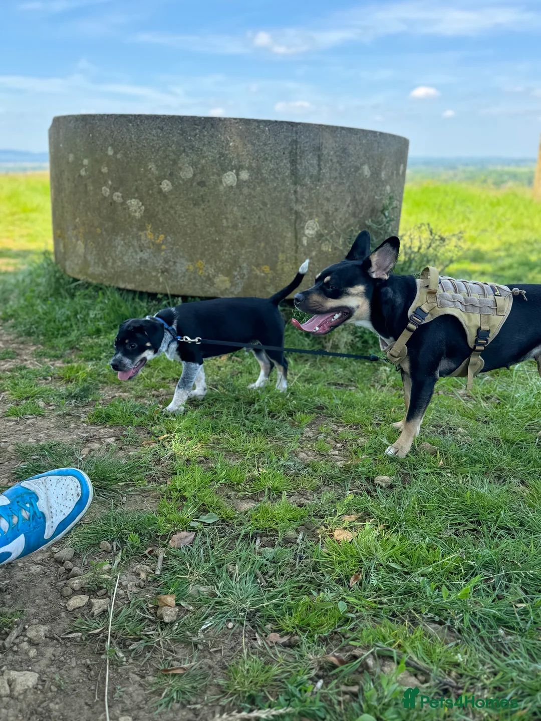 Mixed Breed dogs for sale: Mother and son  - Advert 1