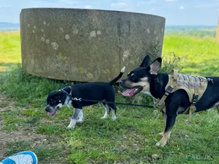 Mixed Breed dogs Mother and son - Advert 1