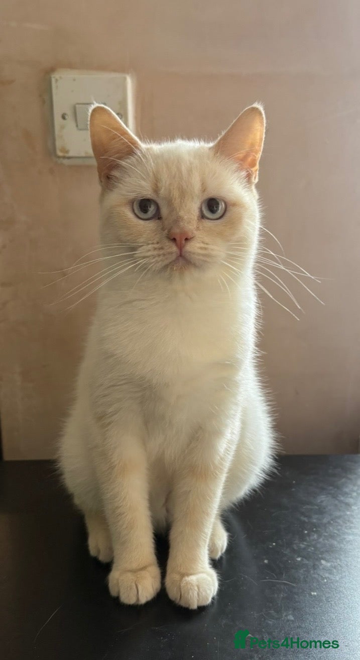 British Shorthair cats Gorgeous Cream Point Girl BSH - Advert 1