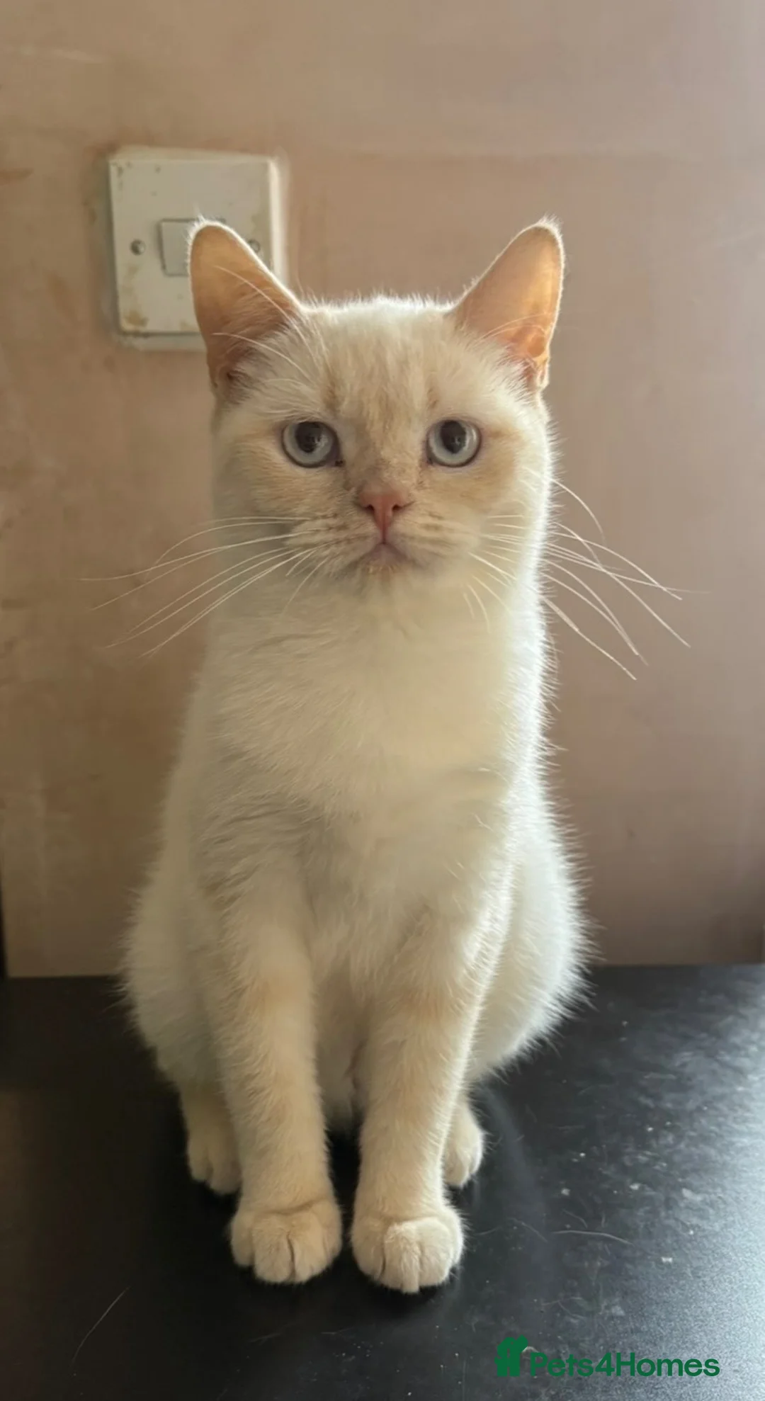 British Shorthair cats for sale: Gorgeous Cream Point Girl BSH - Advert 1