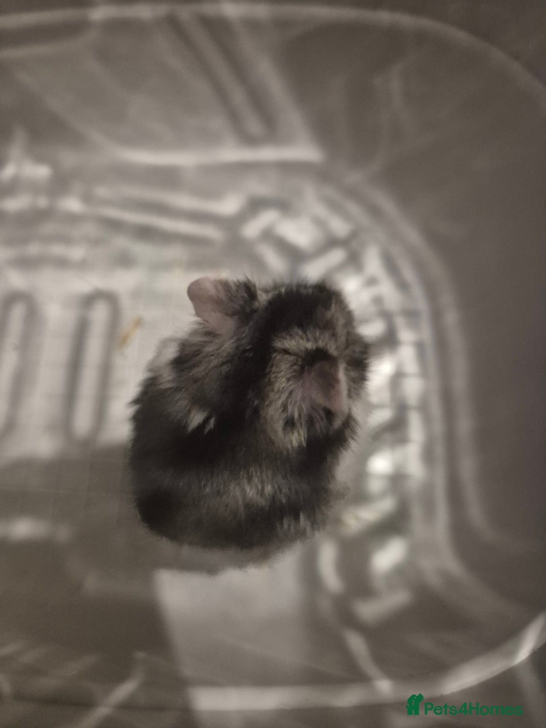 Hamster rodents for sale: Dwarf hamster  - Advert 3