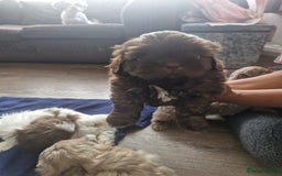 Shih Tzu dogs for sale: Cute Imperial Shih tzu puppies for sale - Image 4