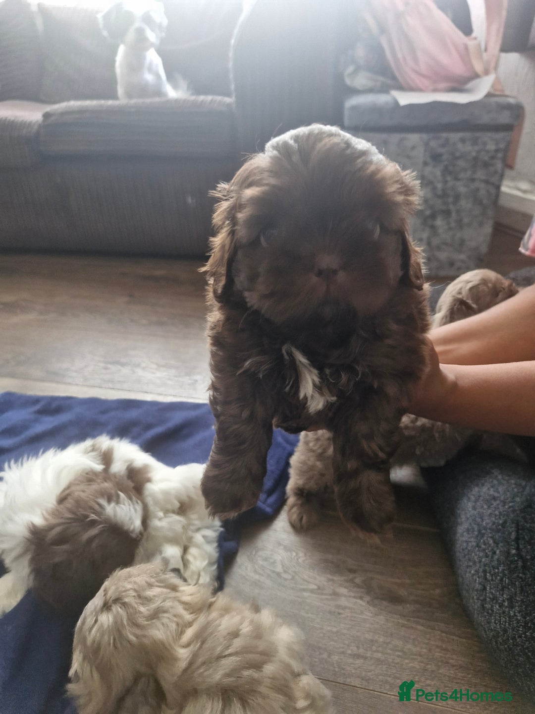 Shih Tzu dogs for sale: Cute Imperial Shih tzu puppies for sale - Image 4