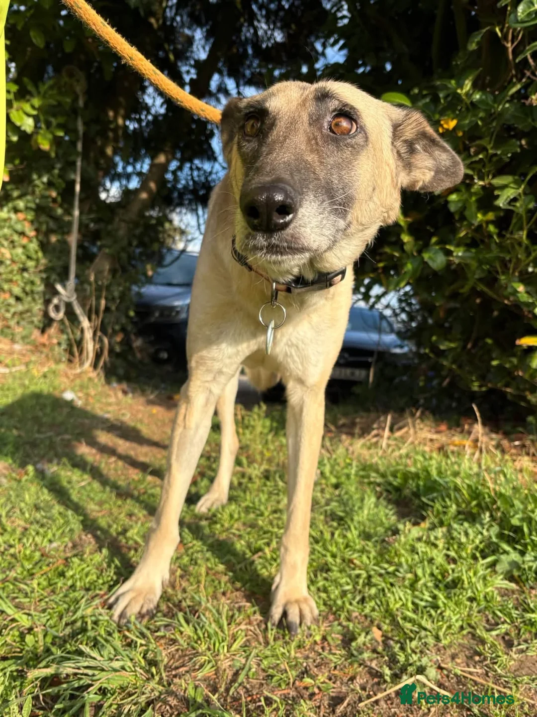 Mixed Breed dogs for adoption: Asha - Norwich Norfolk  - Advert 2