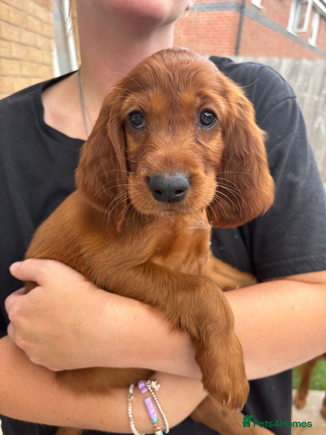 Irish Setter dogs for sale: KC Irish Setter Puppies  - Image 8