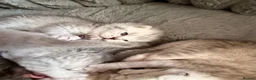 Scottish Fold cats for sale: Beautiful Scottish Fold Kittens for Loving Homes🐱 - Advert 10