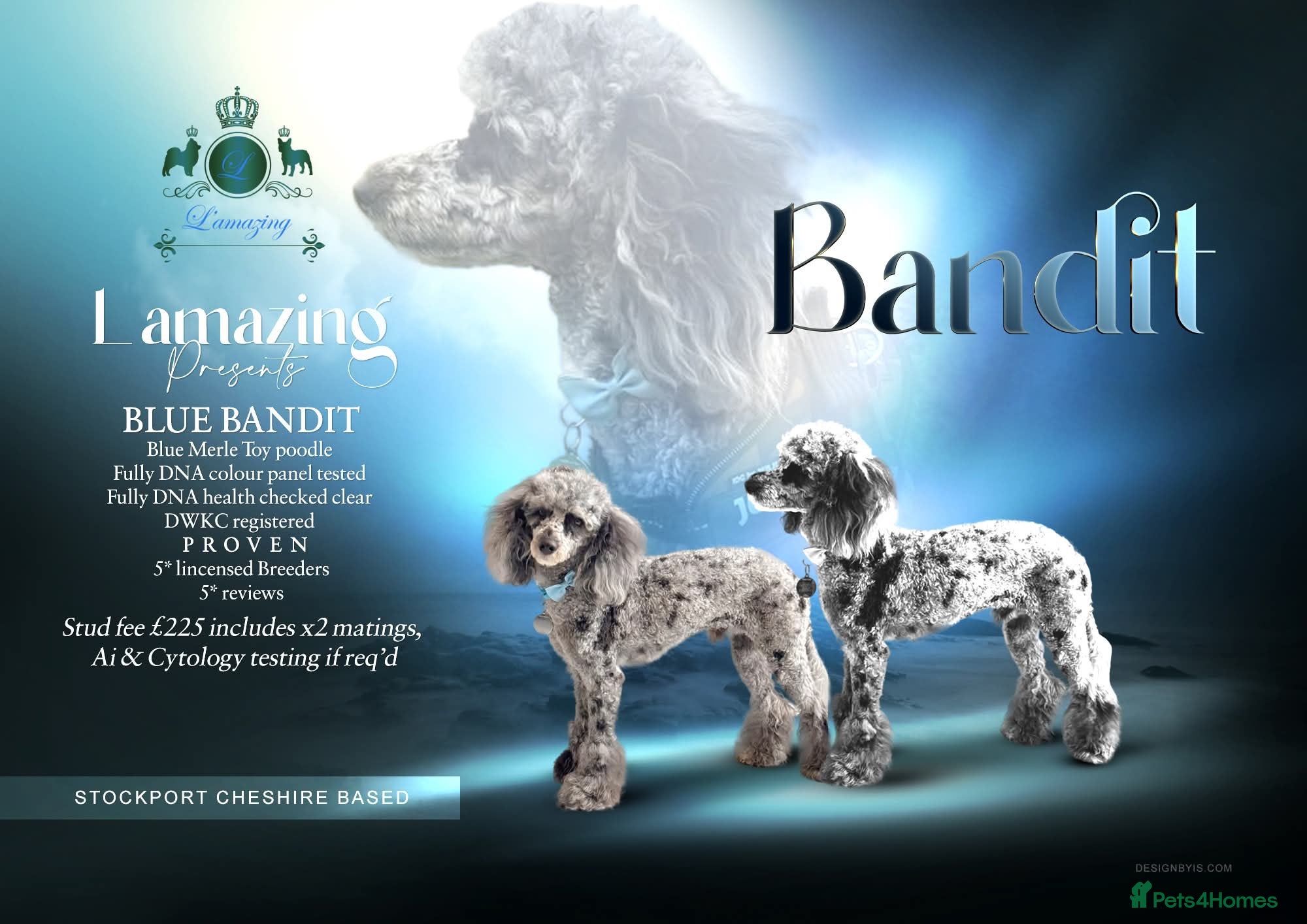 Toy Poodle dogs 5* health checked merle toy poodle licensed DNA  - Advert 1