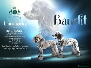 Toy Poodle dogs 5* health checked merle toy poodle licensed DNA - Advert 1