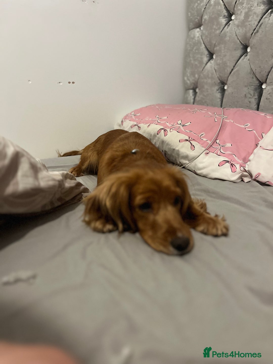 Mixed Breed dogs for sale: Cocker spaniel  - Advert 3