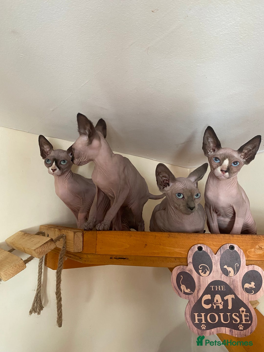 Sphynx cats for sale: Tica registered Sphynx  - Image 14