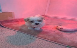 Maltese dogs for sale: Adorable Korean Maltese x Malshi puppies 🐾 - Image 5