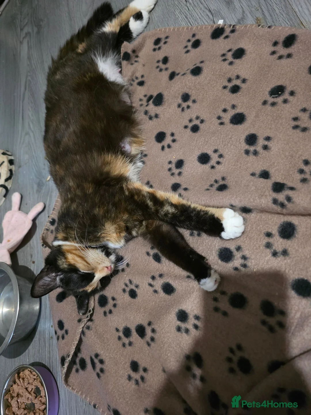 Norwegian Forest Cat cats for sale: Beautiful Norwegian Forest kittens - Advert 1