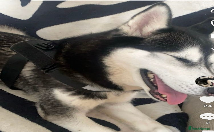 Siberian Husky dogs - Advert 1