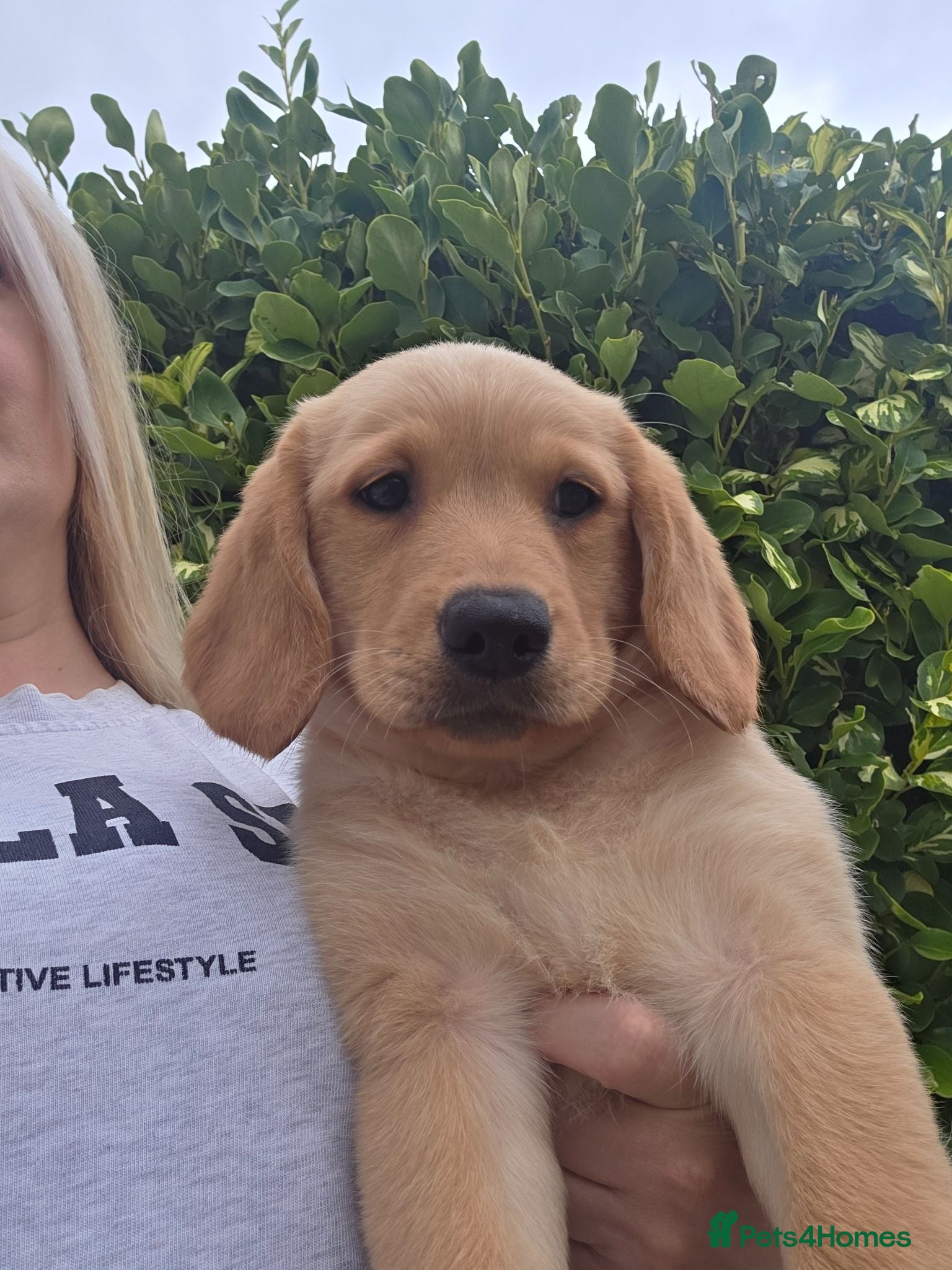 Goldador dogs Gorgeous Labrador X Golden Retriever Puppies - Advert 1