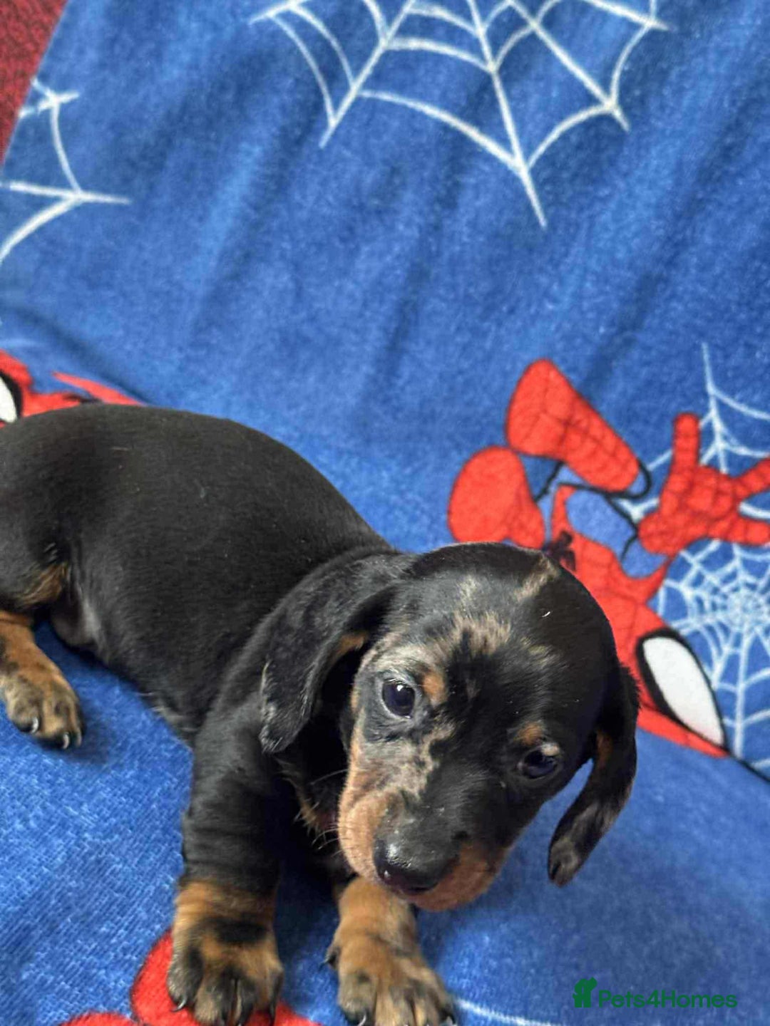 Miniature Dachshund dogs for sale: Miniature dachshund  - Advert 31