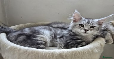 Maine Coon cats in Rotherham - Advert 9