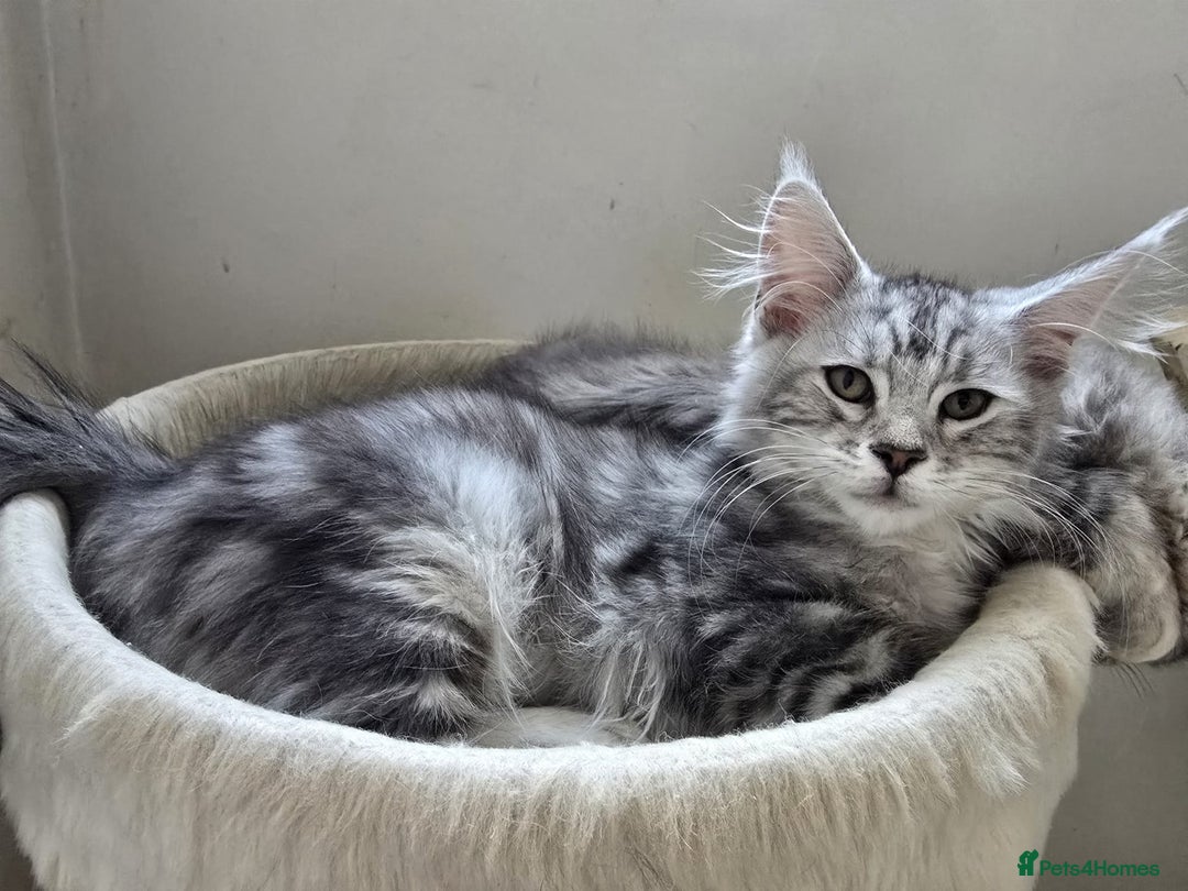 Maine Coon cats for sale: VARIOUS FULL PEDIGREE MAINE COON KITTENS FOR SALE in Rotherham - Image 7