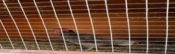 Chickens poultry for sale: Hen ko sharma - Advert 2