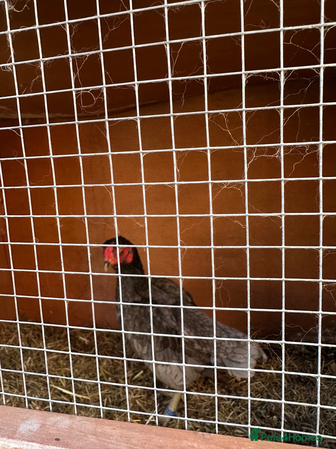 Chickens poultry for sale: Hen ko sharma - Advert 2