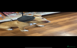 Staffordshire Bull Terrier dogs for sale: Beautiful Bailey  - Image 4