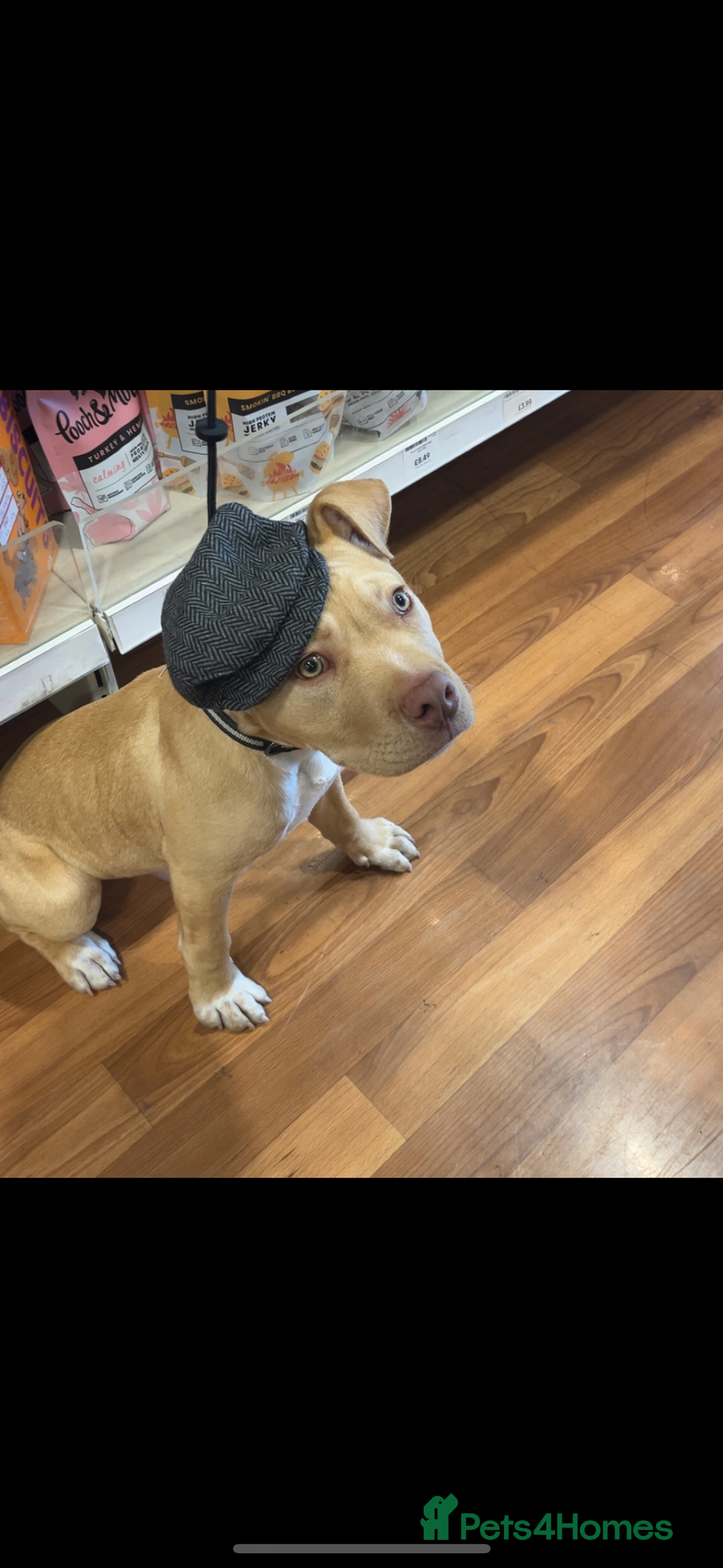 Staffordshire Bull Terrier dogs for sale: Beautiful Bailey  - Image 4