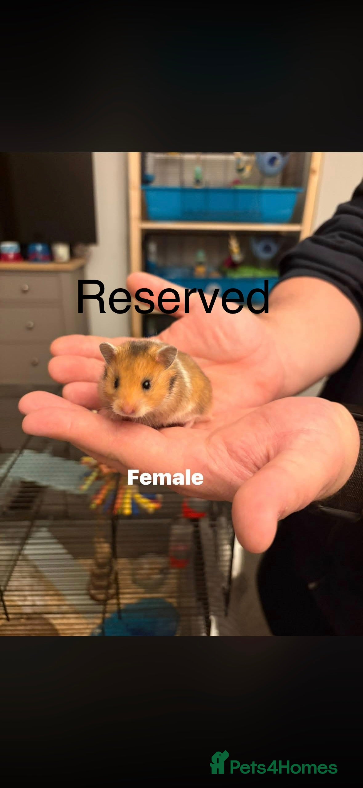 Hamster rodents Syrian Hamsters - Advert 6