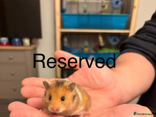 Hamster rodents Syrian Hamsters - Advert 6