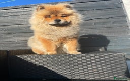 Chow Chow dogs for sale: Chow Chow for sale  - Image 4