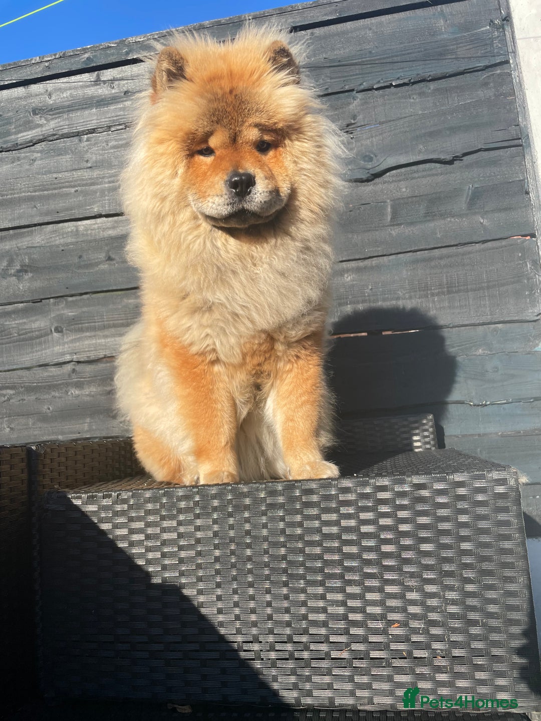 Chow Chow dogs for sale: Chow Chow for sale  - Image 4