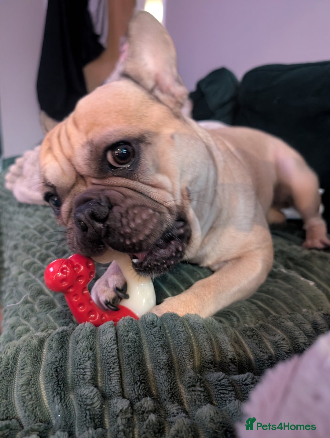Mixed Breed dogs for sale: 75% Frenchie puppies - Advert 3