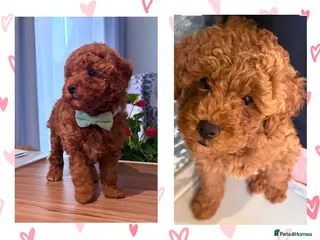Maltipoo dogs Red mini maltipoo F1b puppies 😍💙💓 - Advert 4