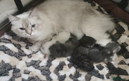 Ragdoll cats for sale: Stunning Ragdoll kittens - Image 9