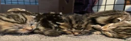 Bengal cats for sale: Stunning Racing Striped 3/4 Bengal Kittens! - Advert 5