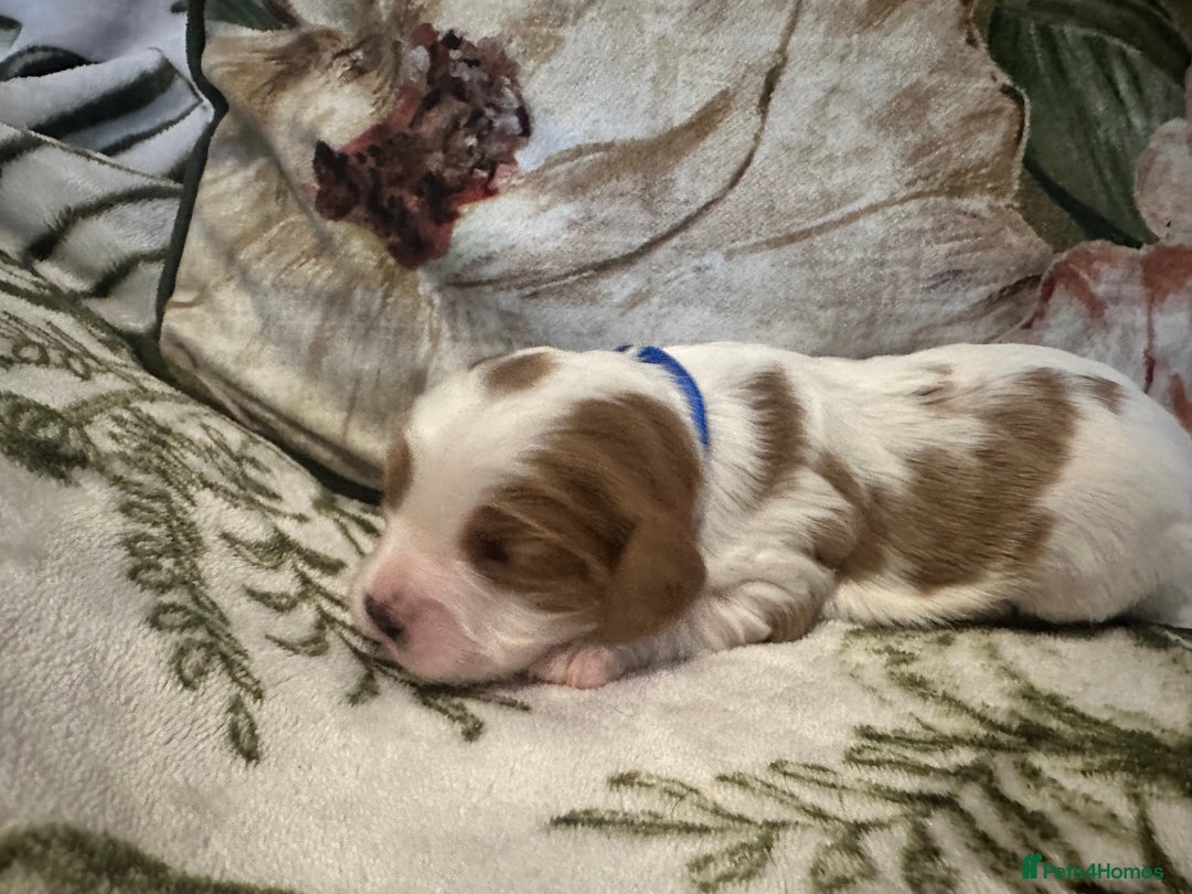 Mixed Breed dogs for sale: Cockalier puppies  - Advert 13