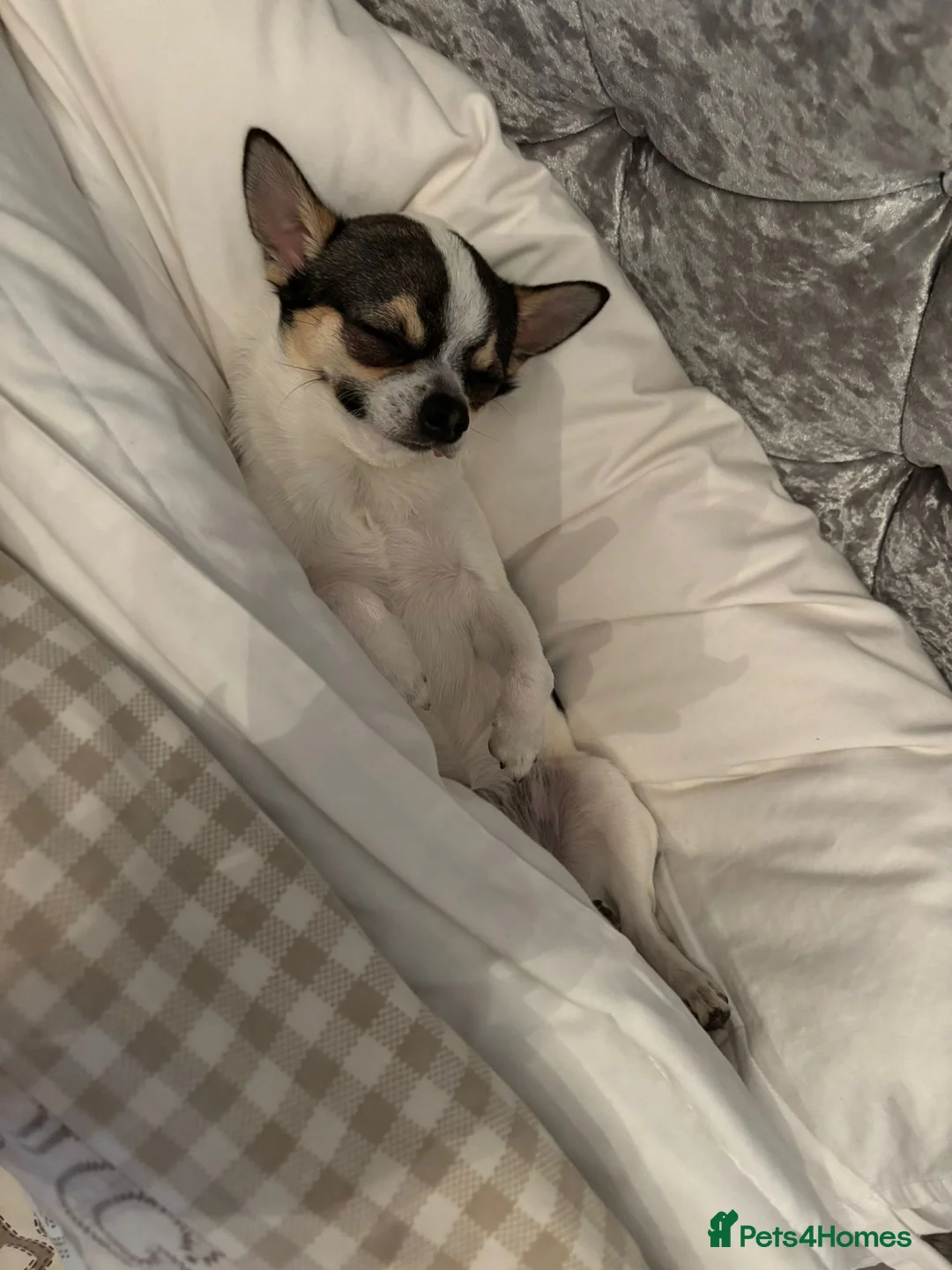 Chihuahua dogs for stud: Charming Male Chihuahua Available for Stud! - Advert 4