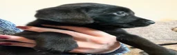 Labrador Retriever dogs for sale: Excellent breed KC labs fendawood Harold  lines  - Advert 14