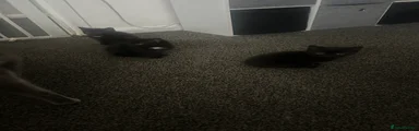Mixed Breed Kitten 2