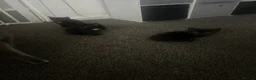 Mixed Breed cats for sale: 3 black kittens left - Advert 4