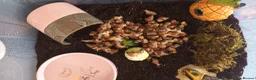Snails invertebrates for sale: Giant African Land Snails  - Advert 5