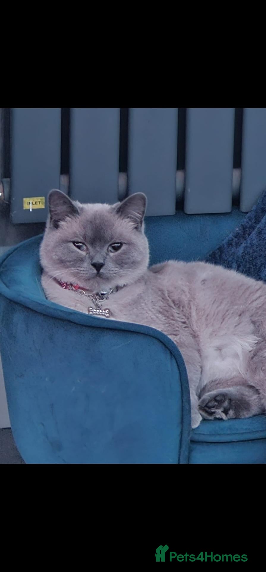 British Shorthair cats 6 gorgeous bsh  kittens . - Advert 3